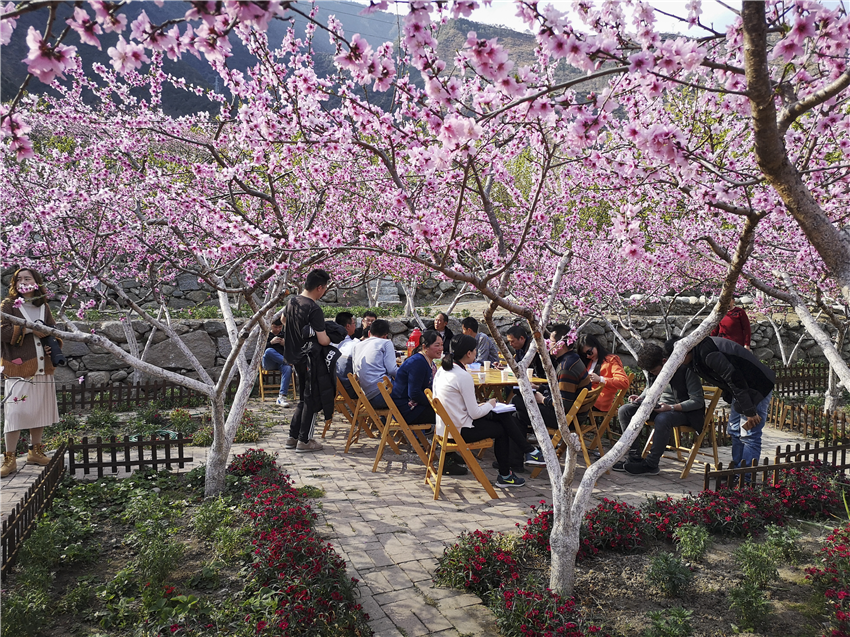 桃花盛開生.png 桃花盛開生.png