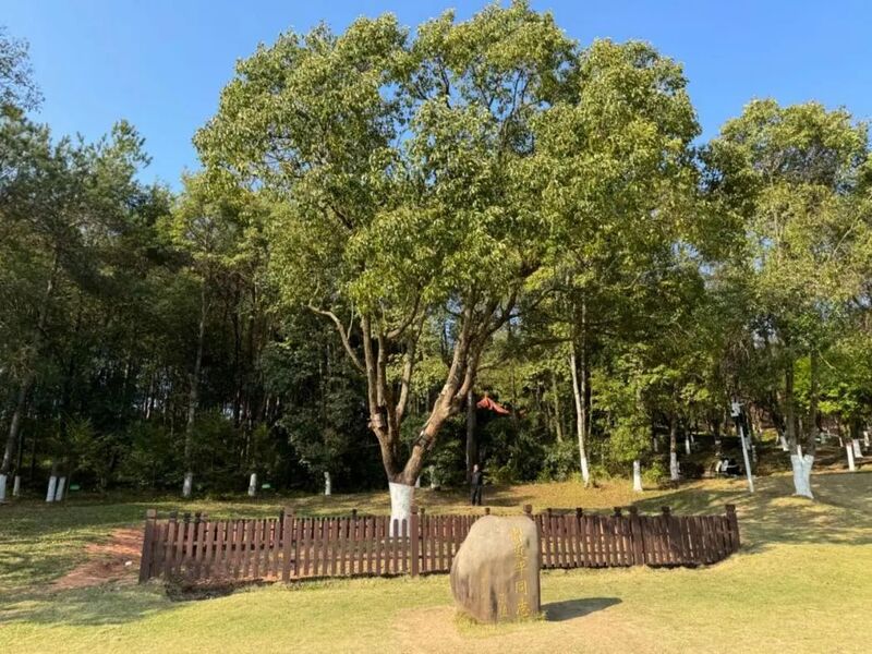 習(xí)近平同志為福建省長汀縣水土保持科教園捐種的香樟樹。圖源：學(xué)習(xí)時(shí)報(bào)